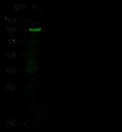 Sino Biological Anti-Numb Antibody, Rabbit Polyclonal, Quantity: Each of