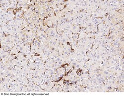 Sino Biological Anti-HLA-DR Antibody, Rabbit Polyclonal, Quantity: Each