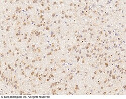 Sino Biological MSI1 Antibody, Rabbit PAb, Antigen Affinity Purified 100uL,
