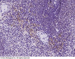 Sino Biological Anti-Kell/KEL Antibody, Rabbit Polyclonal, Quantity: Each