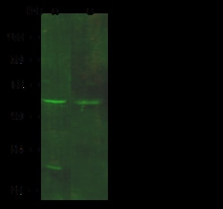 Sino Biological Anti-GDF3 Antibody, Rabbit Polyclonal, Quantity: Each of