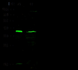 Sino Biological FOXD3 Antibody, Rabbit PAb, Antigen Affinity Purified 100uL,