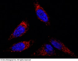 Sino Biological Anti-Flotillin 2/FLOT2 Antibody, Rabbit Polyclonal, Quantity: