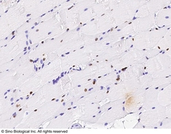 Sino Biological Oct4 / POU5F1 Antibody, Rabbit PAb, Antigen Affinity Purified