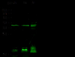 Sino Biological Anti-PTF1A Antibody, Rabbit Polyclonal, Quantity: Each