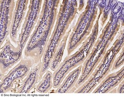 Sino Biological Anti-IRF6 Antibody, Rabbit Polyclonal, Quantity: Each of