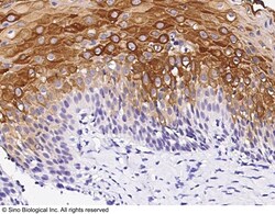 Sino Biological Anti-Claudin-4/CLDN4 Antibody, Rabbit Polyclonal, Quantity: