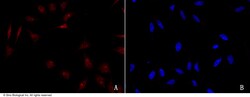 Sino Biological Anti-CHOP/DDIT3 Antibody, Rabbit Polyclonal, Quantity: