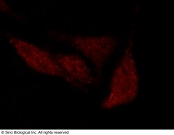Sino Biological POU2F1 Antibody, Rabbit PAb, Antigen Affinity Purified