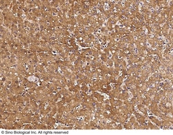 Sino Biological PTEN Antibody, Rabbit PAb, Antigen Affinity Purified 100uL,