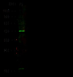 Sino Biological Anti-TAZ Antibody, Rabbit Polyclonal, Quantity: Each of