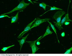 Sino Biological Anti-CREB Antibody, Mouse Monoclonal, Quantity: Each of