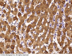 Sino Biological Anti-GOT2 Antibody, Mouse Monoclonal, Quantity: Each of