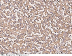 Sino Biological Anti-DNMT3A Antibody, Rabbit Polyclonal, Quantity: Each
