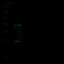 Sino Biological Anti-HP1 Alpha/CBX5 Antibody, Rabbit Polyclonal, Quantity: