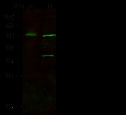 Sino Biological Anti-FOXA1 Antibody, Rabbit Polyclonal, Quantity: Each