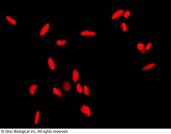 Sino Biological APEX1 / AP / APEx / Ref-1 Antibody, Rabbit PAb, Antigen