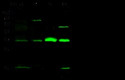 Sino Biological Anti-CDK1/CDC2 Antibody, Rabbit Polyclonal, Quantity: Each