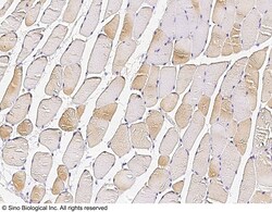 Sino Biological Anti-APOBEC2 Antibody, Rabbit Polyclonal, Quantity: Each