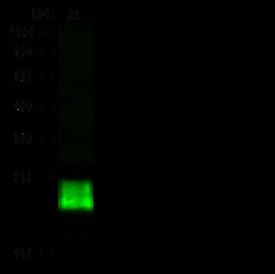 Sino Biological GPX1 Antibody, Rabbit PAb, Antigen Affinity Purified 100uL,