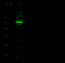 Sino Biological Anti-MMP-2 Antibody, Mouse Monoclonal, Quantity: Each of
