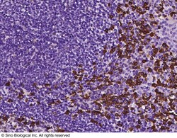 Sino Biological Anti-PD-L1/B7-H1 Antibody, Rabbit Polyclonal, Quantity: