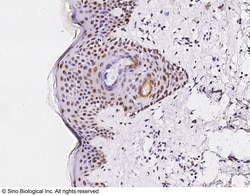 Sino Biological ATF1 / Protein TREB36 Antibody, Rabbit PAb, Antigen Affinity