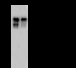 Sino Biological Anti-SMARCC1 Antibody, Rabbit Polyclonal, Quantity: Each