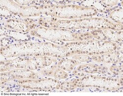Sino Biological Anti-TRAF4 Antibody, Rabbit Polyclonal, Quantity: Each