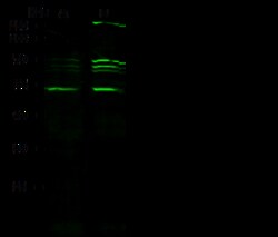 Sino Biological CTBP1 Antibody, Rabbit PAb, Antigen Affinity Purified 100uL,