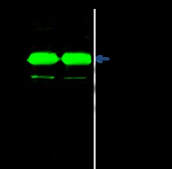 Sino Biological Anti-DAP3 Antibody, Rabbit Polyclonal, Quantity: Each of