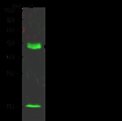 Sino Biological DPPA4 Antibody, Rabbit PAb, Antigen Affinity Purified 100uL,