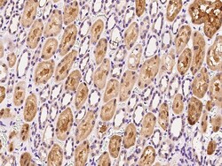 Sino Biological HuR/ELAVL1 Antibody, Rabbit PAb, Antigen Affinity Purified