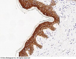 Sino Biological FXR1 Antibody, Rabbit PAb, Antigen Affinity Purified 100uL,