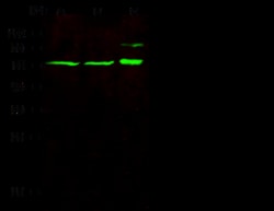 Sino Biological Anti-GATAD2A Antibody, Rabbit Polyclonal, Quantity: Each