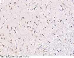 Sino Biological Anti-B4GALNT1 Antibody, Rabbit Polyclonal, Quantity: Each