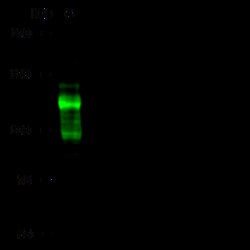 Sino Biological BCAS3 Antibody, Rabbit PAb, Antigen Affinity Purified 100uL,