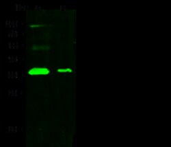 Sino Biological Anti-CADM4 Antibody, Rabbit Polyclonal, Quantity: Each