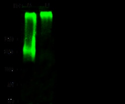 Sino Biological Anti-NG2/Cspg4 Antibody, Rabbit Polyclonal, Quantity: Each