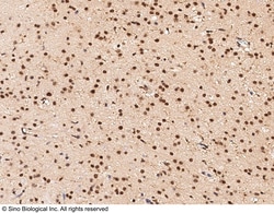 Sino Biological Anti-Dppa2 Antibody, Rabbit Polyclonal, Quantity: Each