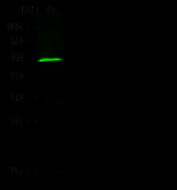 Sino Biological Anti-MKK7 Antibody, Rabbit Polyclonal, Quantity: Each of