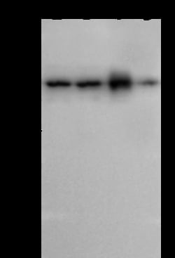 Sino Biological Map2k7/MKK7 Antibody, Rabbit PAb, Antigen Affinity Purified