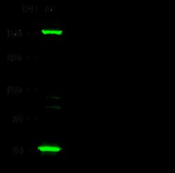 Sino Biological Anti-EVI1/MECOM Antibody, Rabbit Polyclonal, Quantity: