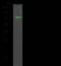 Sino Biological Anti-MEIS2 Antibody, Rabbit Polyclonal, Quantity: Each