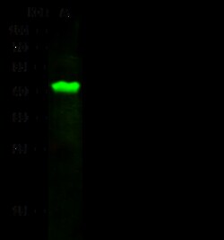Sino Biological MOAP1 Antibody, Rabbit PAb, Antigen Affinity Purified 100uL,