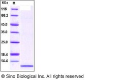 Sino Biological Recombinant Human IL-8/CXCL8 Protein (aa 23-99), Quantity: