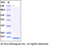 Sino Biological Recombinant Human IL-8/CXCL8 Protein (aa 28-99), Quantity: