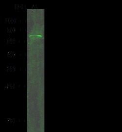 Sino Biological Anti-PAK1 Antibody, Rabbit Polyclonal, Quantity: Each of