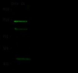 Sino Biological PHF2 Antibody, Rabbit PAb, Antigen Affinity Purified 100uL,