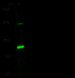 Sino Biological PML/RNF71/TRIM19 Antibody, Rabbit PAb, Antigen Affinity